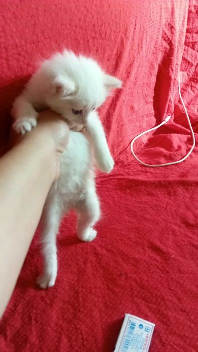 Отдам в добрые руки