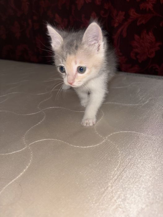 Котенок совсем крошка