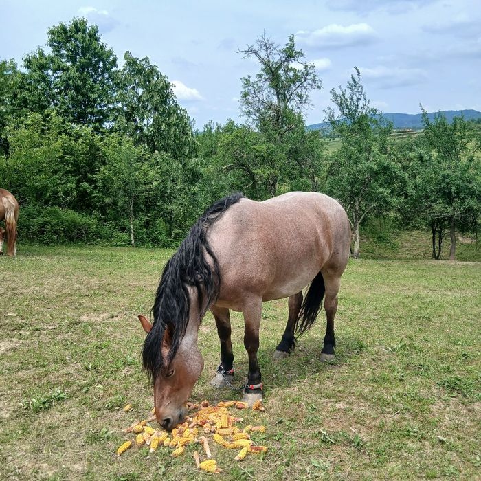 Vând Iapa   6 ani