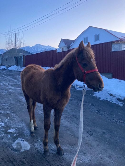 Продам тай жеребец