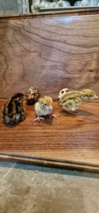 Продам инкубационные яйца перепелов