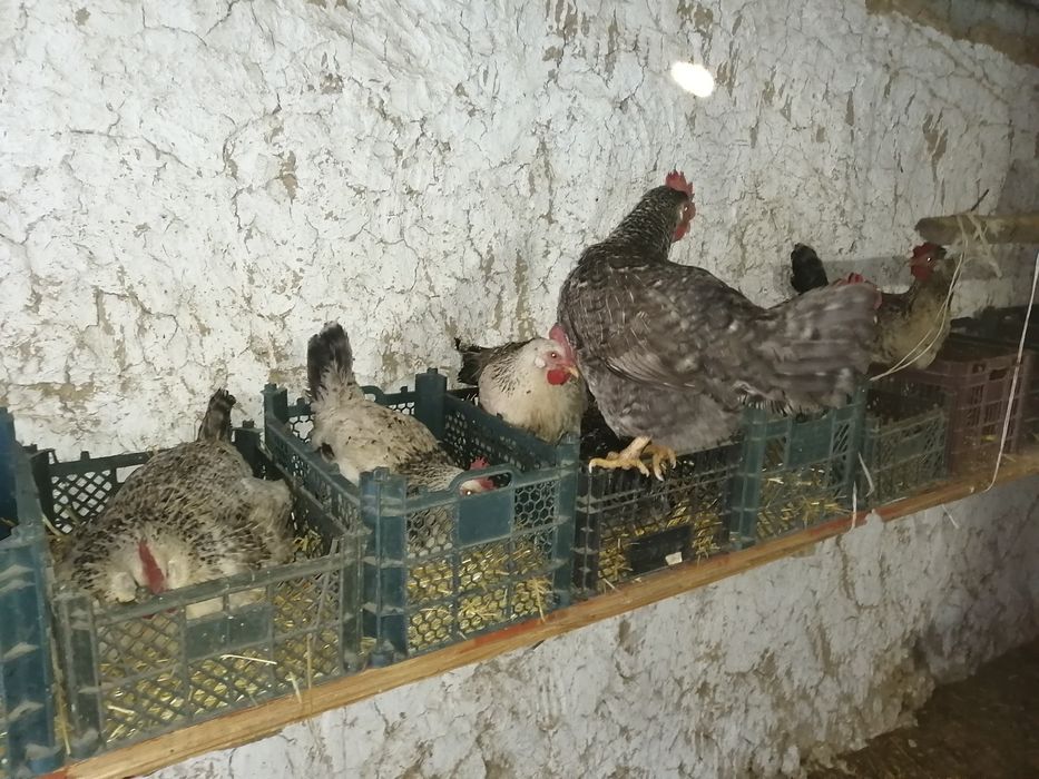 Инкубаторға жұмыртқа