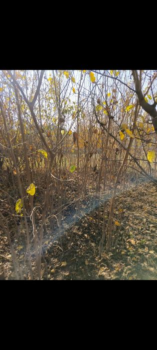 Тут кучатлари сотиладии манзил косон тумани  доставка бор келишилган х