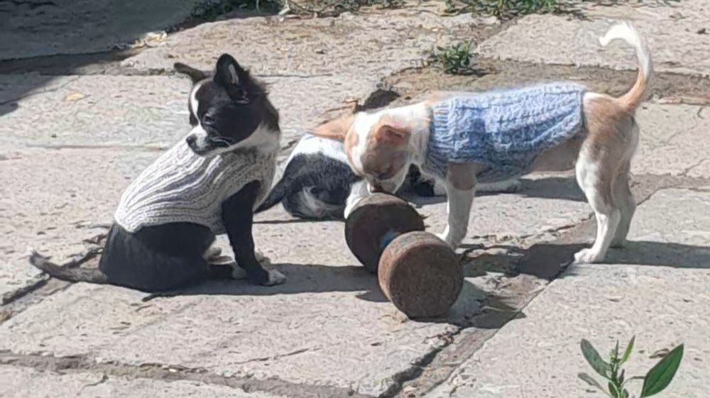 Чихуахуа, мальчик тёмный шоколад