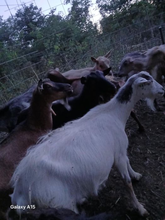 Capre de vânzare bune de lapte.  zane    alpina.   20 de bucăți  450