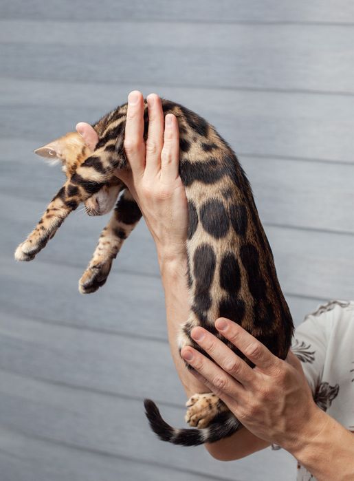 Чистокровные бенгалы