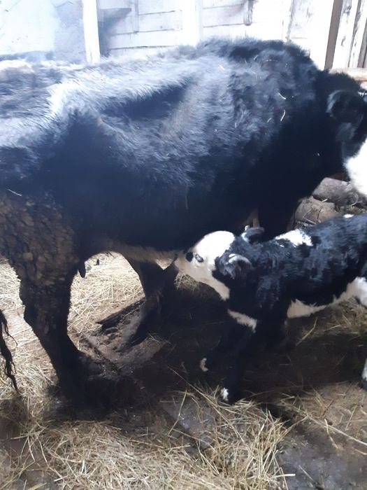 Корова с теленком