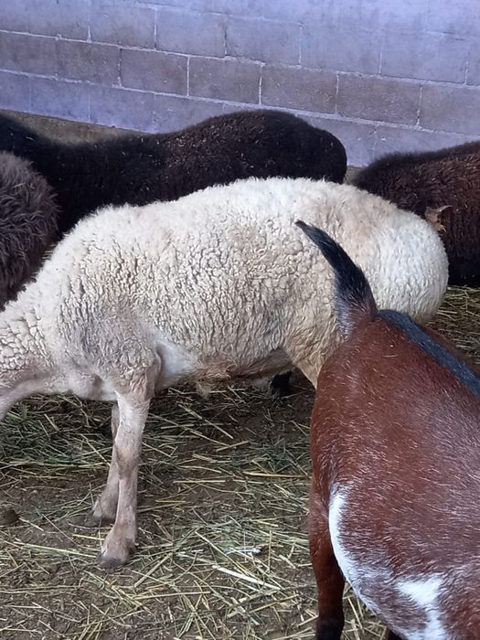 Продам жирных  баран