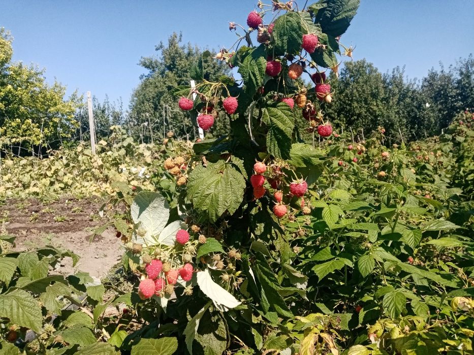 Продам сортовую малину Геракл