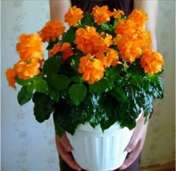 Продам комнатные цветы