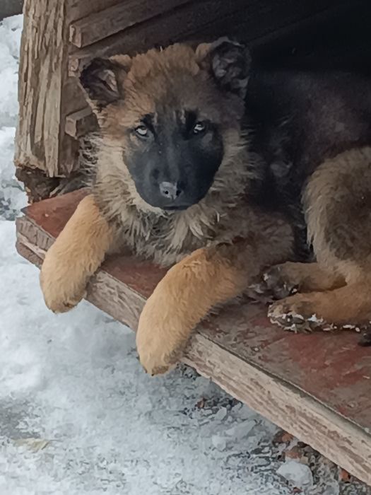 Продажа животных