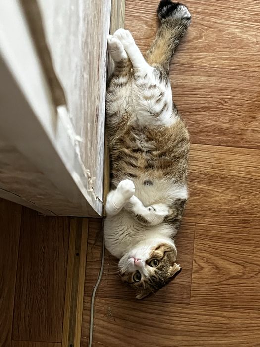Отдам кота в добрые руки