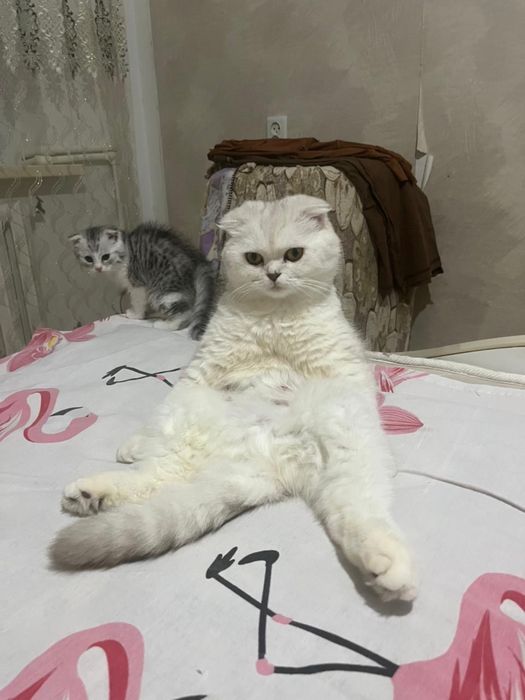 Шотландский мысык сатылады
