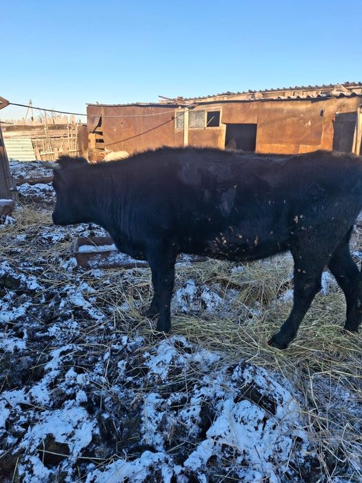 Продам крупно-рогатый скот