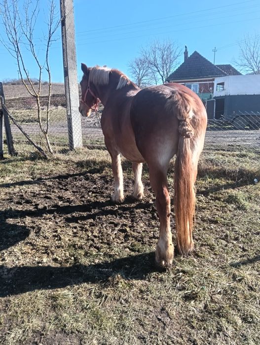 Vând iapă blândă