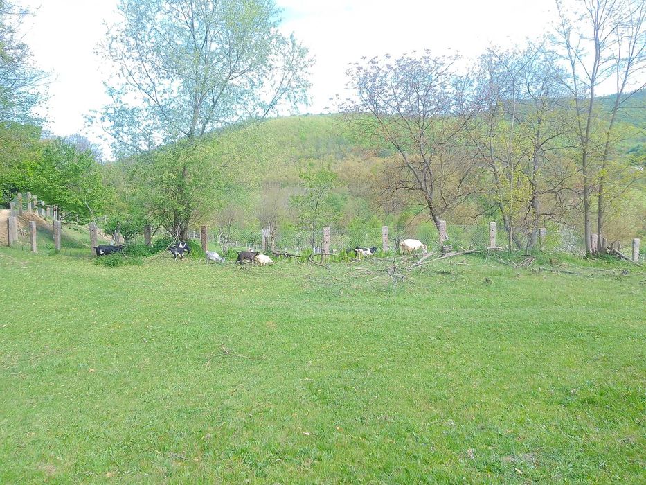 Capre si țapi de vanzare