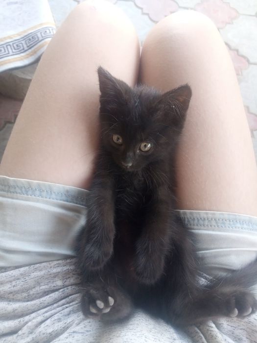 Отдам котенка в добрые руки!