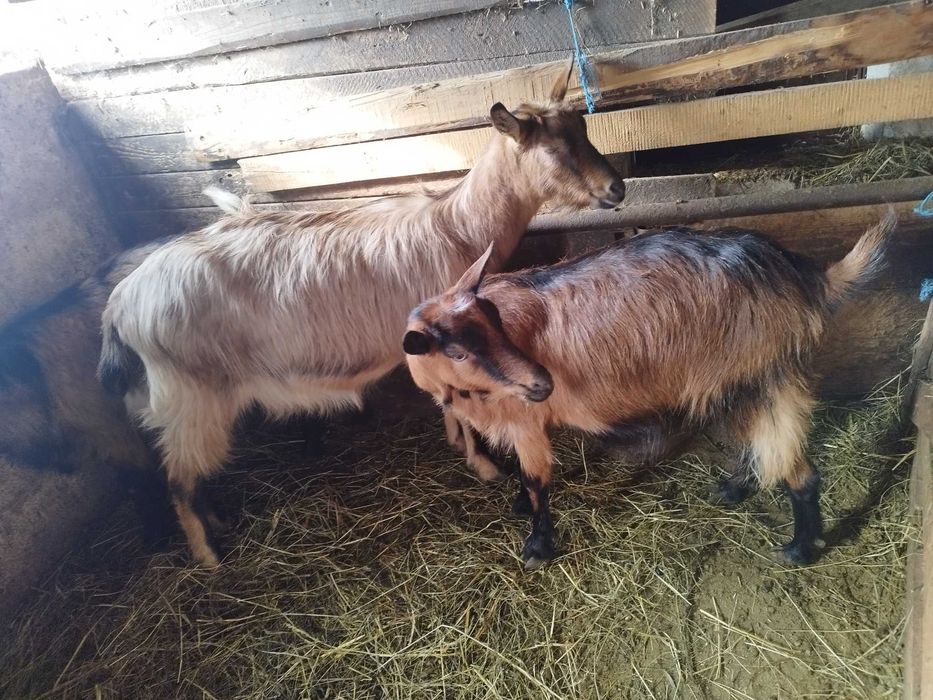 Capre tinere metis de alpin franceze.