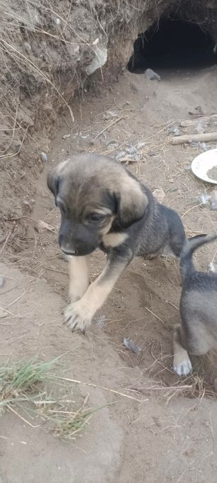 Собачки ищут семью