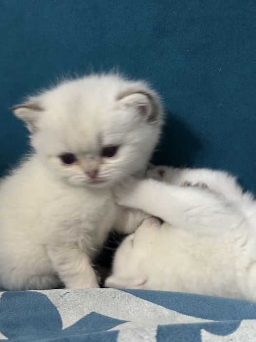 Британские шиншиллки котята