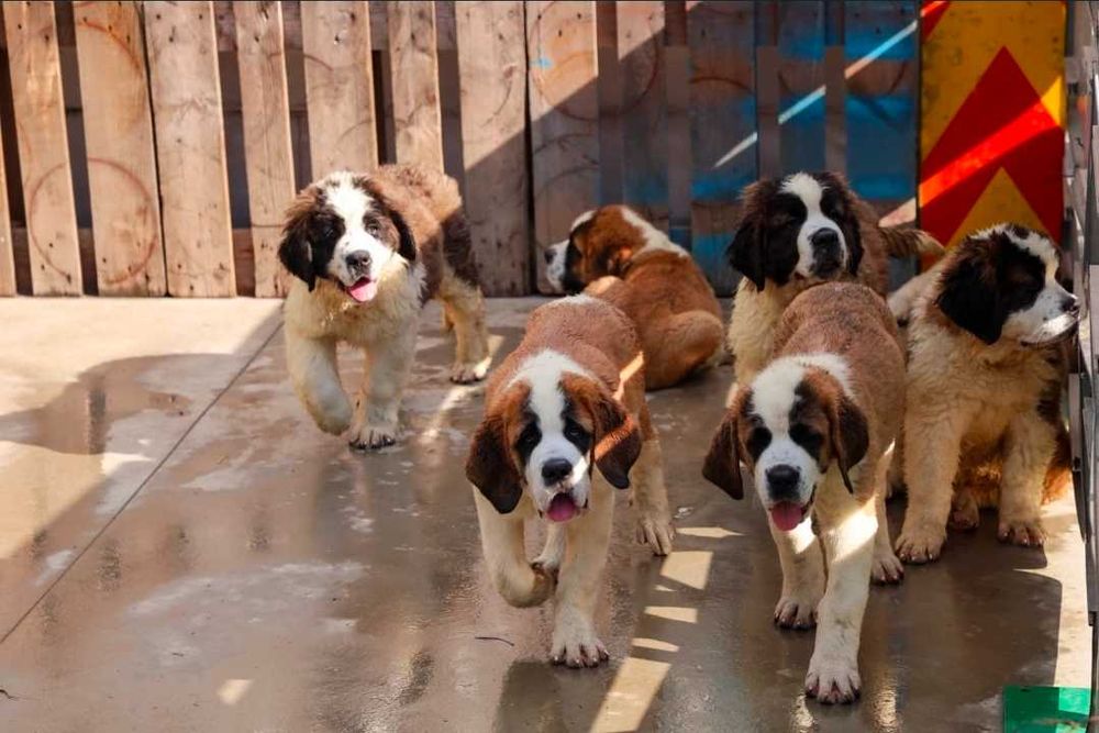 Saint Bernand 3 luni