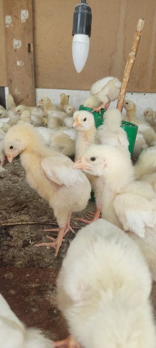 Продам бройлеров цыплят подросших