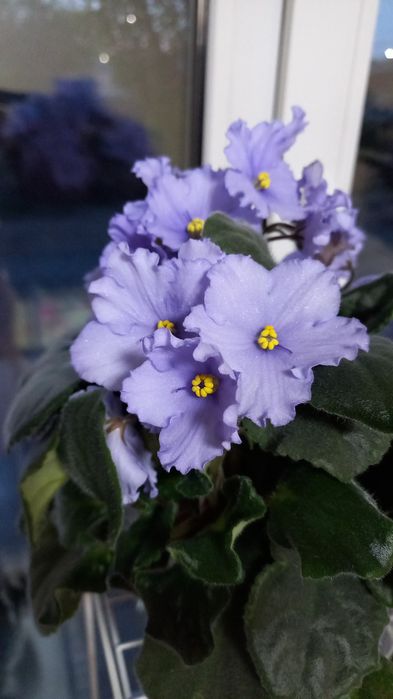 Ф и а л к а  комнатная