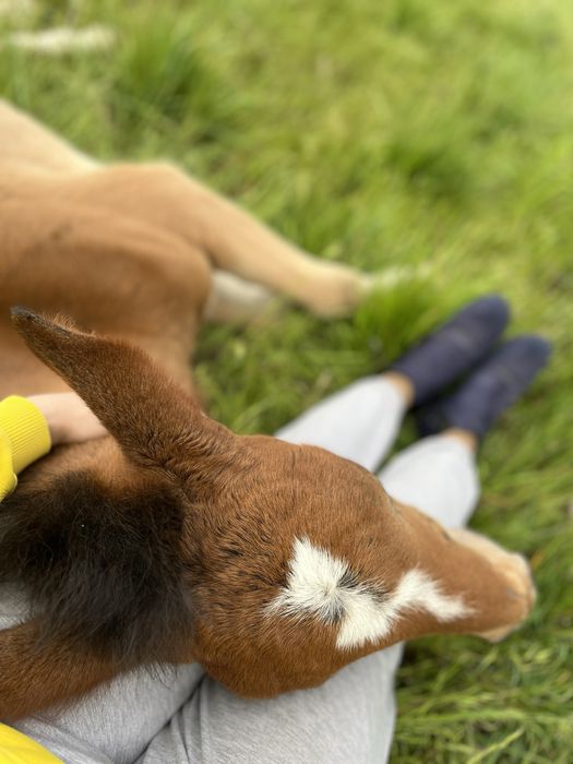 Жеребец лошадь