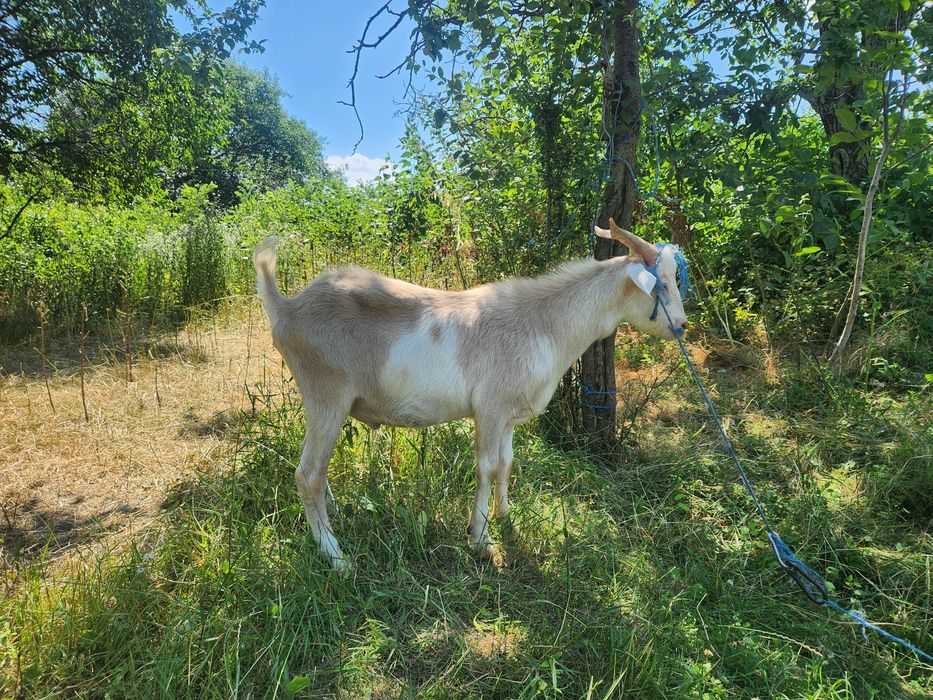 Vând țap tânăr .