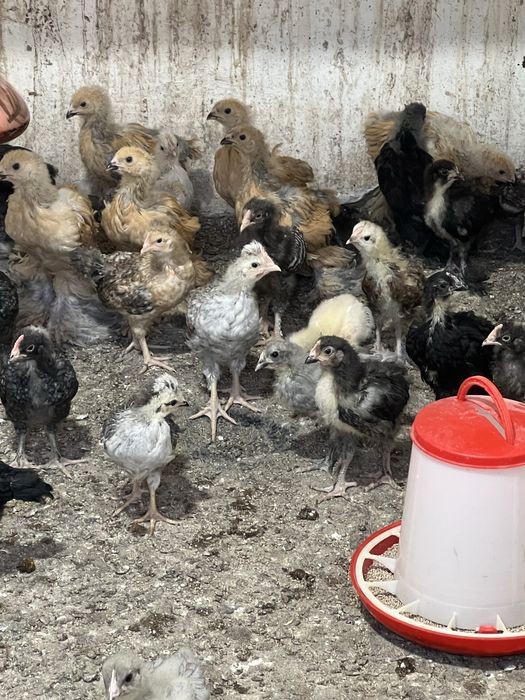 Продам домашних цыплят привитые очень шустрые