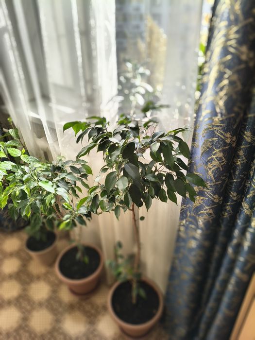 Комнатные растения и цветы