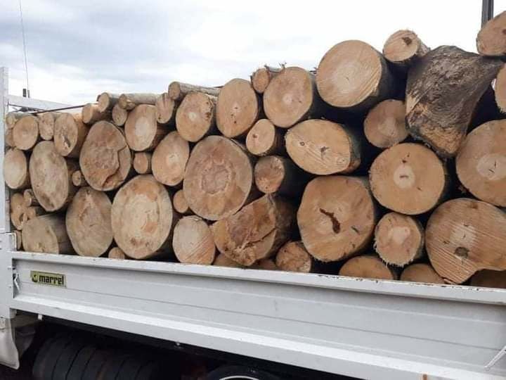 Lemne de foc esenta tare