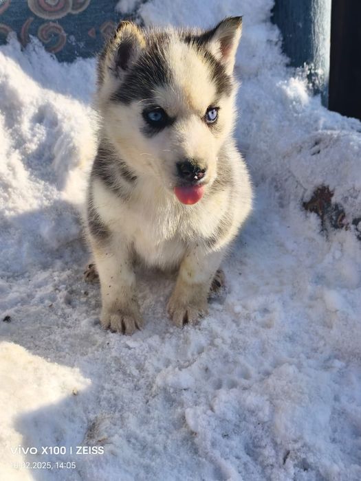Очаровательные щенки сибирской хаски.