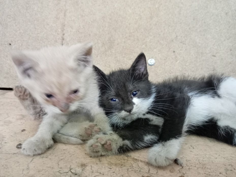 Спасите Камчатку