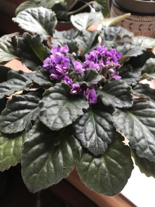 Теменужка кичеста