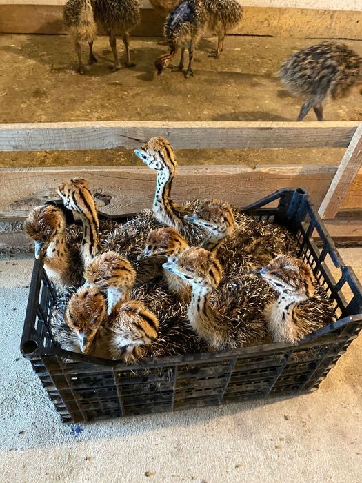 Pui de struti ferma de struti AtiRob Razboieni Iasi