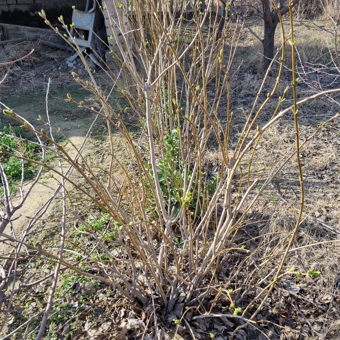 Хар хил кучатлар