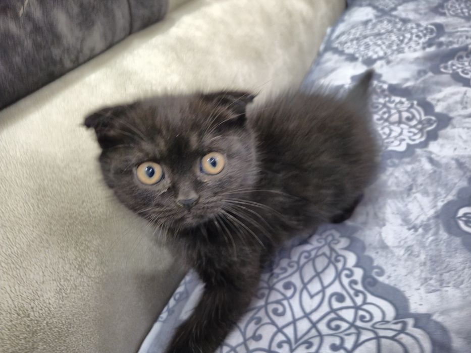 Продается котенок