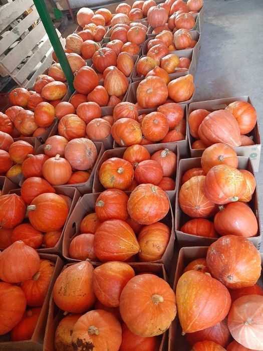 продам тыкву урожай 2025 года на хранение очень вкусная
