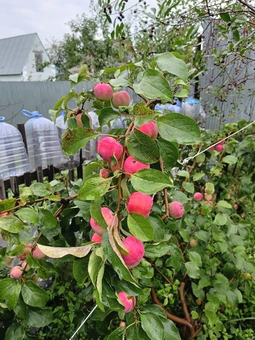 Продам дачу Сад Реченька