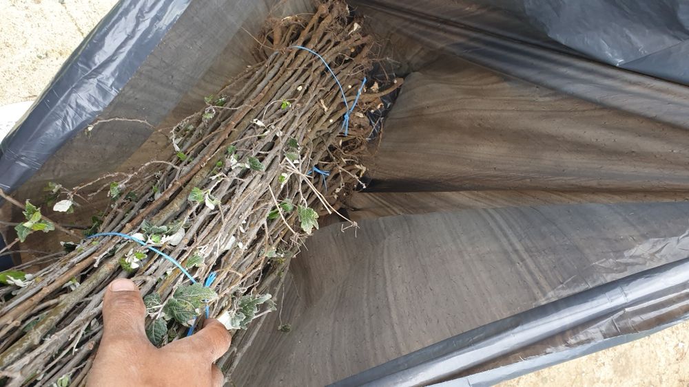 Vând puieți. Plop mesteacăn fag brad salcâm