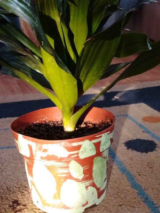 Цветок Аспидистро