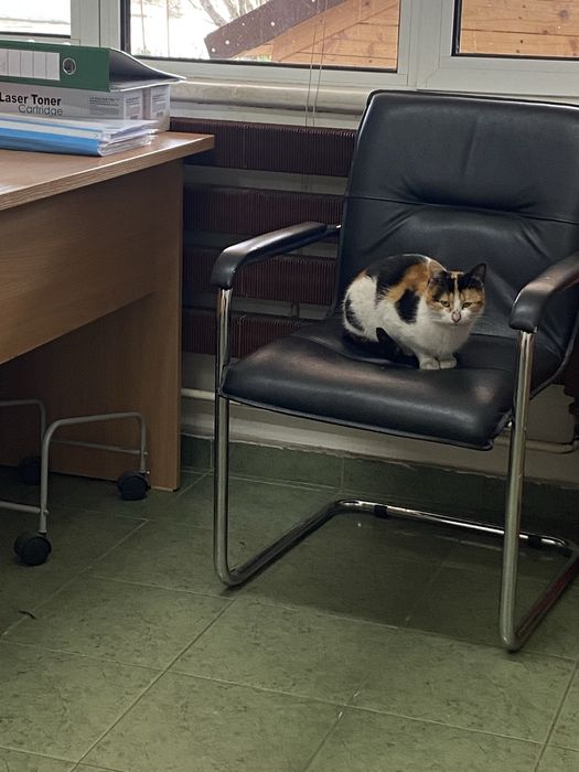 Подарявам малки котета.