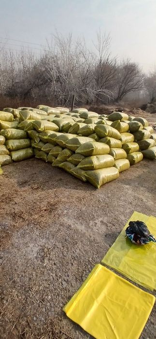 Silos sotiladi 18_20 kg