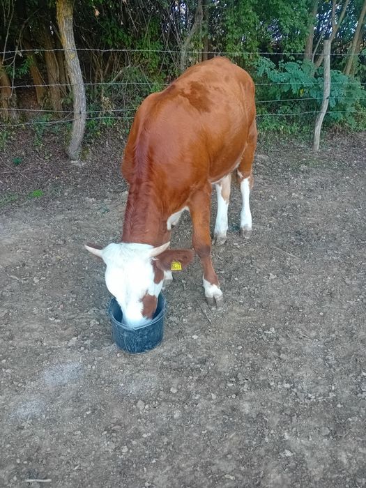 Vând vitea de un an și 3 luni
