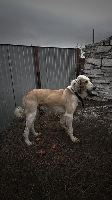 Осы арлан сатылады