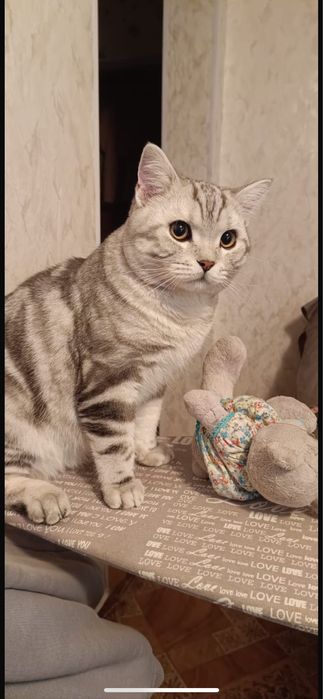 Вязка. Шотландец (скоттиш-страйт)