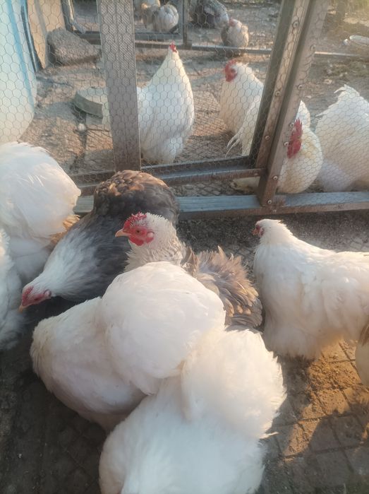 Кохин кокошки чифт