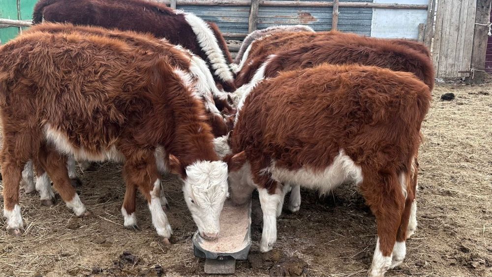 Баспақ сатылады 10бас ұрғашы