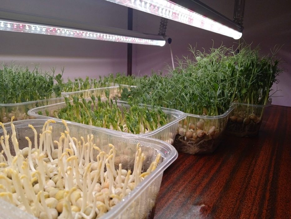 Бизнес микрозелень